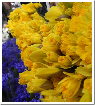 Columbia Road Daffodils