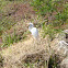 Eastern Great Egret