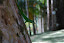 Lézard des jardins de Balata