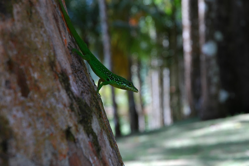 Lézard des jardins de Balata