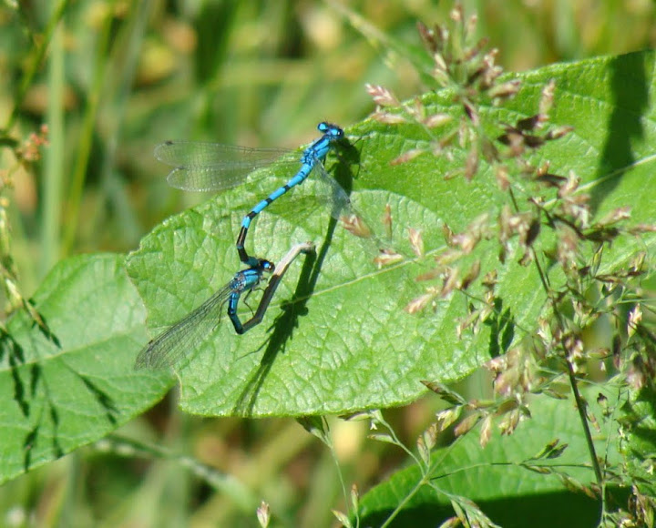 Mating Damselflies