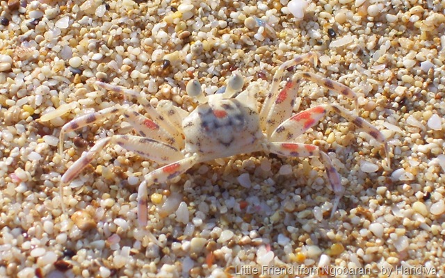 [Little Friend[8].jpg]