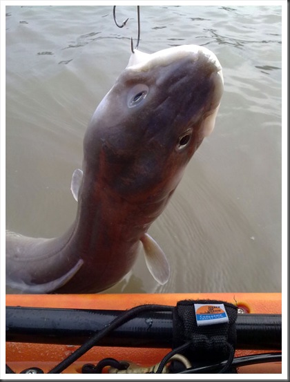 Conger Eel