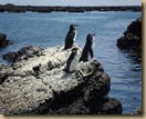 isole-galapagos_8z2w8.T0