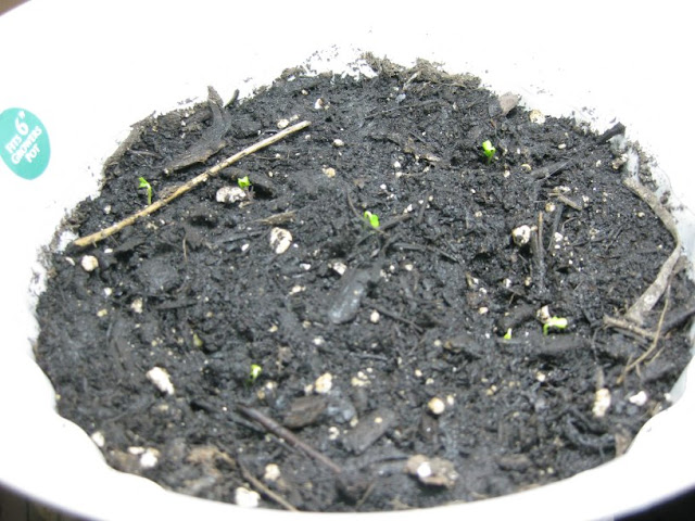 Day 3 - Kale Sprouts!