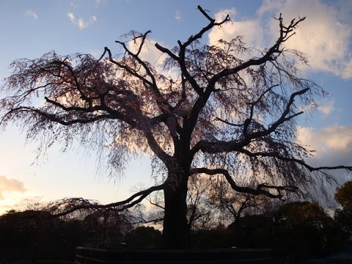 圓山公園的老櫻樹