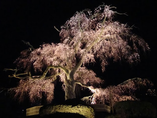 圓山公園的老櫻樹