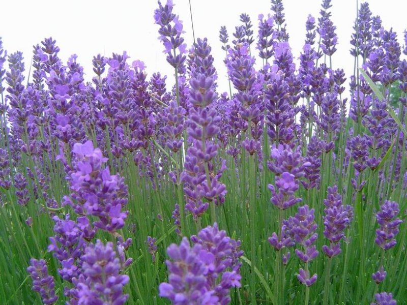 [lavendel[2].jpg]