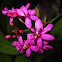 Orquidea