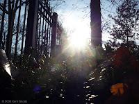 Sun and Bush