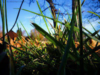 Through Blades of Grass