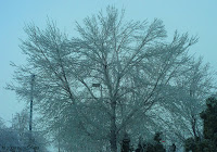 Ice Storm Tree
