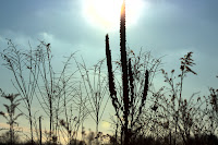 Up to the Winter Sun