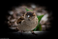 Digesting: Caught this bird having lunch - hence the title! These things are absolutely everywhere in Philadelphia, and they pretty much take no mind of us pesky humans - except when presented with food! (1/400 sec @ f/5.6; 300mm) Copyright 2009, Kerri Shotts