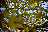Up Through Green: This tree had decided that it was going to start growing green leaves - ready or not. I happen to agree with it - winter had been far too long and I was happy to see this sign of spring. (1/640 sec @ f/3.2; 50mm) Copyright 2009, Kerri Shotts