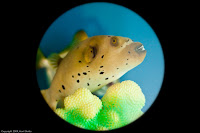 Dogfaced Puffer Fish: Isn't this guy adorable? And smart, too - he didn't want to stay around very long when he noticed the camera! (1/50 sec@ƒ/1.8; 50mm)