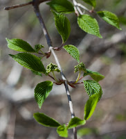 Ribbed: Just look at the texture of these leaves - aren't they amazing? (1/320 sec @ f/4.5; 50mm)