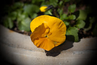 Yearning for Freedom: This little yellow flower just seems to be trying so hard to get out of its pot and into some nice, deep soil! (1/2000 sec @ f/3.2; 50mm)