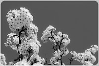 Tree of White VI in Grey: (1/125 sec @ f/13; 50mm)