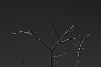 Branches in Grey: (1/1600 sec @ f/3.5; 50mm)