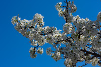 Tree of White I: (1/320 sec @ f/9; 50mm)