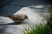 Is That Food?: A small bird looking at the various goodies on the sidewalk. (1/1000 sec @ f/4; 200mm)