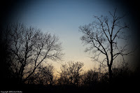 Light and Silhouette: Branches reaching toward the darkening sky, accepting the encroaching dark while preparing for the dawn hours away. (1/250 sec@f/11; 50mm)
