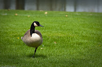 Missing Leg Trick: (1/400 sec @ f/6.3; 200mm)