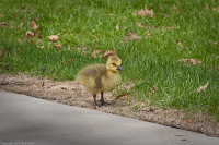Squeek!: (1/320 sec @ f/8; 200mm)