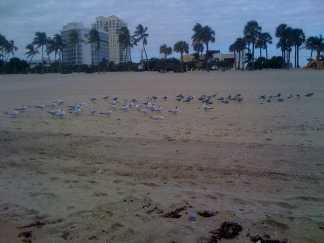 [seagulls[3].jpg]