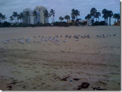 seagulls