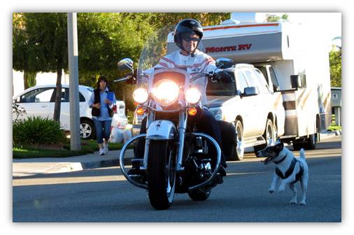 what to do if dog chases you on bike