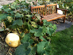 Apr 29 - Big pumpkin