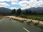 Jan 14 - Sheep
