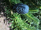 Feb 15 - Pinecone