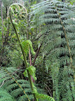 Feb 26 - Tree Fern