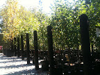 Apr 1 - Plant Nursery