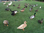 Apr 13 - Ducks