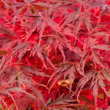 Autumn Colours