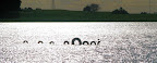 Jul 15 - Loch Eel Monster, Lochiel, SA