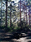 Jun 30 - Karri forest, SW Western Australia