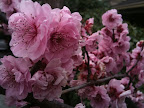 Aug 11 - Spring Blossom