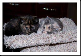 baby-pic