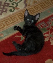 [black-on-red-rug[4].jpg]