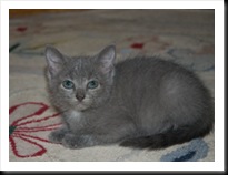 gray-timid