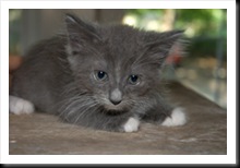 gray-white-feet