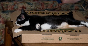 [guarding-pizza[4].jpg]
