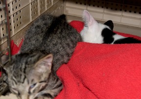 [after-neuter[4].jpg]