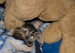 [sleep-with-puppy[5].jpg]