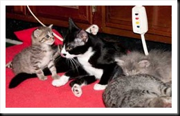 black-white-with-babies